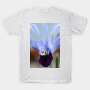 Iris histrioides  &#39;Halkis&#39;  Reticulata T-Shirt